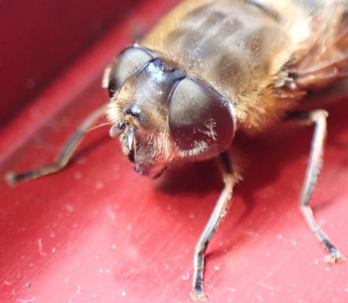 Eristalis similis